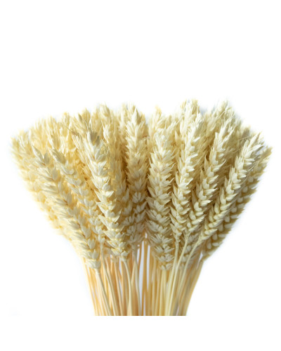 Колоски пшениці декоративні білі (10 штук, 8-10 см)