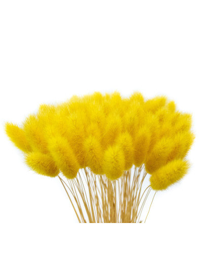 Лагурус декоративний (10 штук, пастельно жовтий)