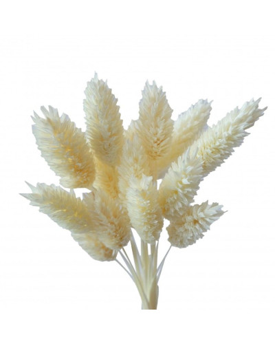 Фаляріс декоративний (10 штук, білий)