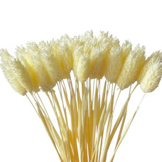 Фаляріс декоративний (10 штук, білий)