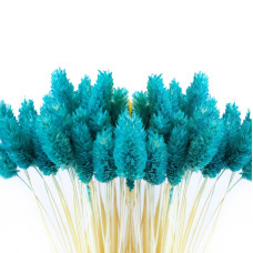 Фаляріс декоративний (10 штук, голубий)