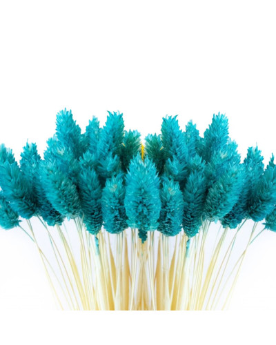 Фаляріс декоративний (10 штук, голубий)