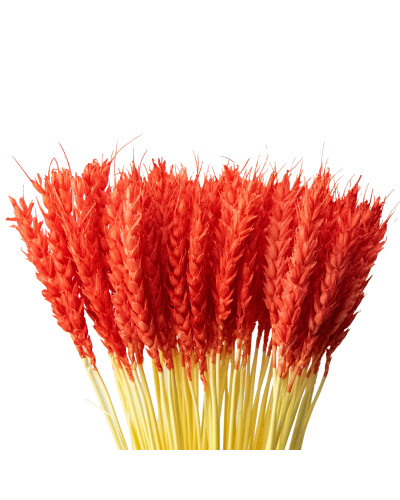 Колоски пшениці декоративні (10 штук, червоні)