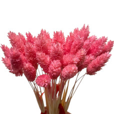 Фаляріс декоративний (10 штук, рожевий)