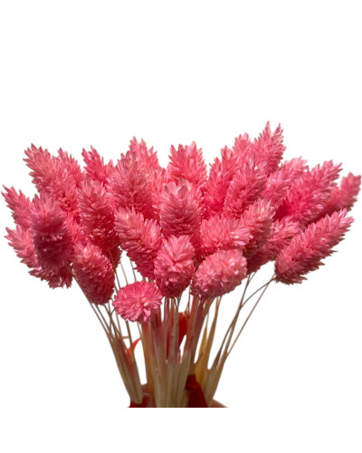 Фаляріс декоративний (10 штук, рожевий)