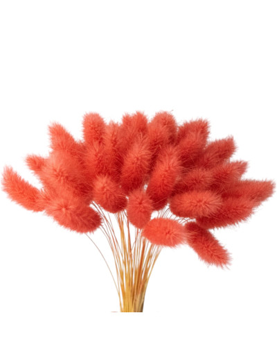 Лагурус декоративний (10 штук, червоний)