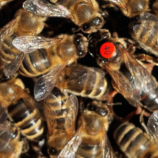 Плідна бджолина матка Карніка (Об'єднання Маткарів України)