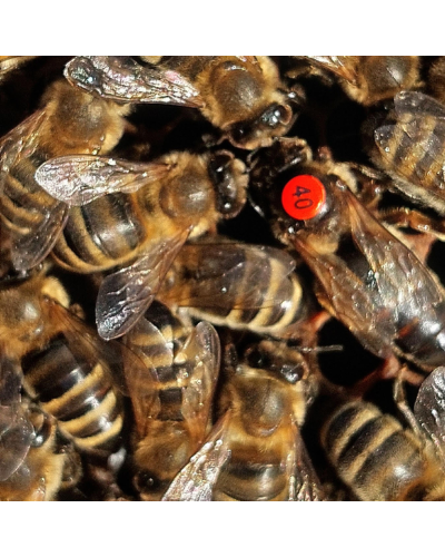 Плідна бджолина матка Карпатка (Об'єднання Маткарів України)