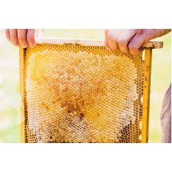 Яку кількість меду може дати один вулик?