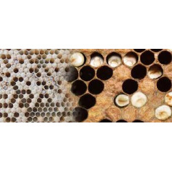 Хвороби бджіл, та як їх уникнути