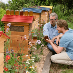 Ідеальний вулик: що має бути всередині?