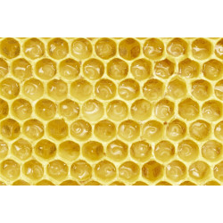 Скільки яєць відкладає бджолина матка за день?