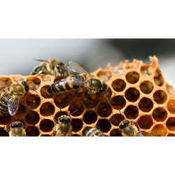 Як вивести матку бджоли?