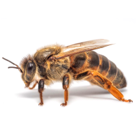 Виведення маток