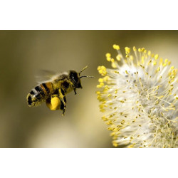 Коротко про весняну ревізію бджіл на пасіці