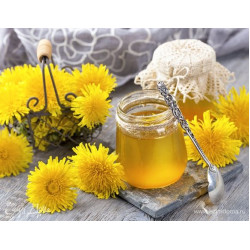 Мед з кульбаби: користь, особливості та як зробити вдома