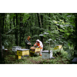 Як вибрати місце для пасіки: вплив клімату та середовища