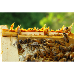 Як збирати прополіс?