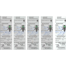 Плідна бджолина матка Карніка (Об'єднання Маткарів України)