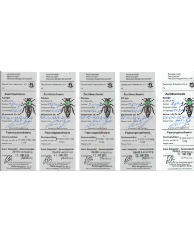 Плідна бджолина матка Карпатка (Об'єднання Маткарів України)