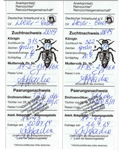 Плідна бджолина матка Карпатка (Об'єднання Маткарів України)