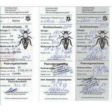 Плідна бджолина матка Карніка (Об'єднання Маткарів України)