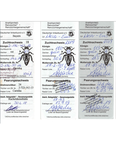 Плідна бджолина матка Карпатка (Об'єднання Маткарів України)