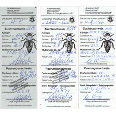 Плідна бджолина матка Карніка (Об'єднання Маткарів України)