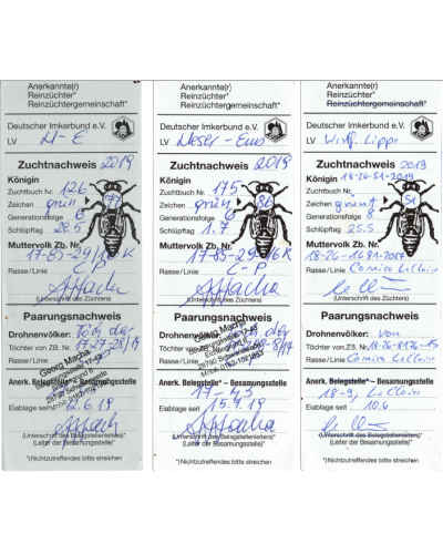 Плідна бджолина матка Карпатка (Об'єднання Маткарів України)