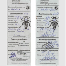 Плідна бджолина матка Карніка (Об'єднання Маткарів України)