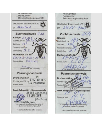 Плідна бджолина матка Карпатка (Об'єднання Маткарів України)