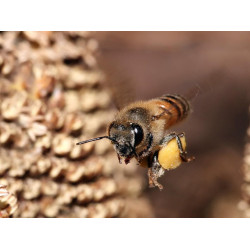 Догляд за бджолами в різні сезони року