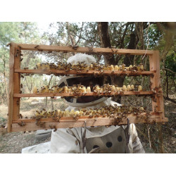 Використання щільника Єнтера при виведенні маток