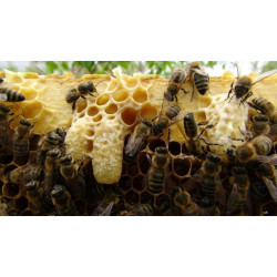 Що таке маточник