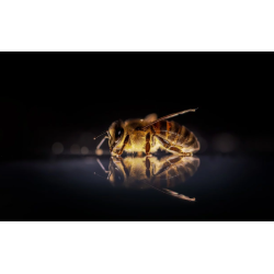 Види медоносних бджіл