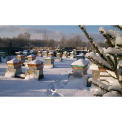 Сезонний догляд за бджолами: що потрібно знати кожному пасічнику