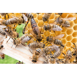 Як знайти матку в вулику?