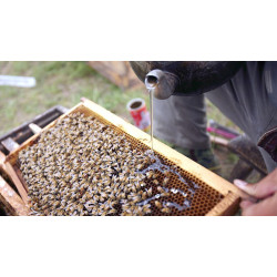 Як приготувати сироп для бджіл