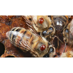 Поради: як лікувати бджіл від кліща варроа