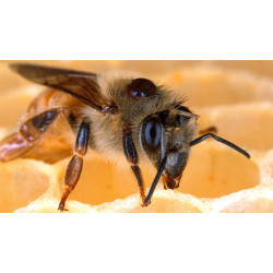 Екологічні методи боротьби з вароатозом