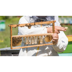 Досвід виведення маток на пасіці Лубенців