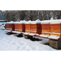 Як зимують бджоли?