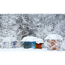 Основні аспекти підготовки бджіл до зимівлі