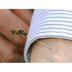 Чому жалить бджола?