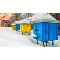 Зимівля бджіл: як комахи переживають зиму на вулиці