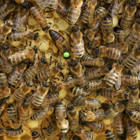 Бджолопакет (4 рамки)