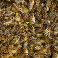 Бджолопакет (4 рамки)