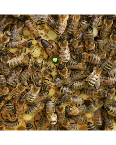 Бджолопакет (4 рамки)